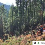 林業(集材)の様子/木育プログラム