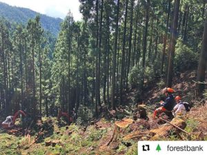 林業(集材)の様子/木育プログラム